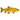 Newalla Albino Rainbow Trout
