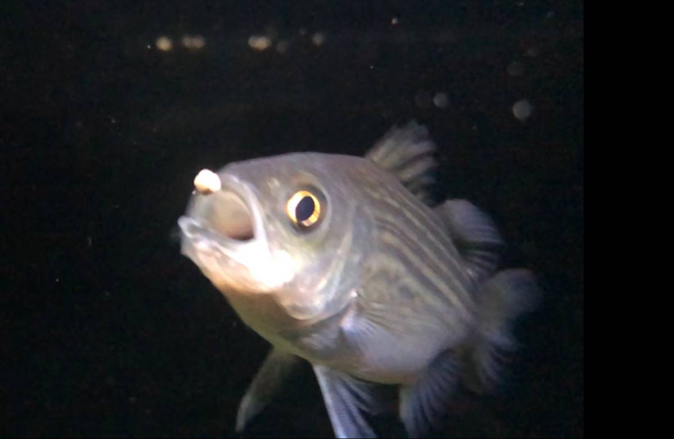 Unlocking the Potential of Hybrid Striped Bass: Newalla’s Economically ...