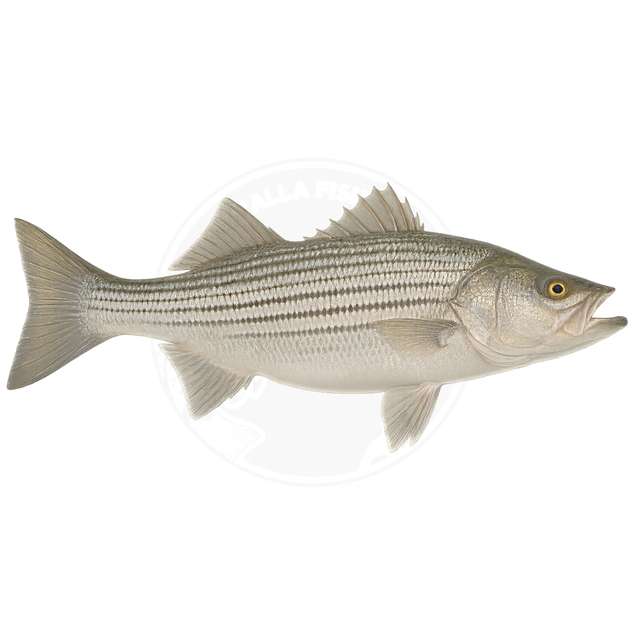 Pond-Ready Pure Strain Striped Bass Juveniles - FREE SHIPPING – Newalla ...