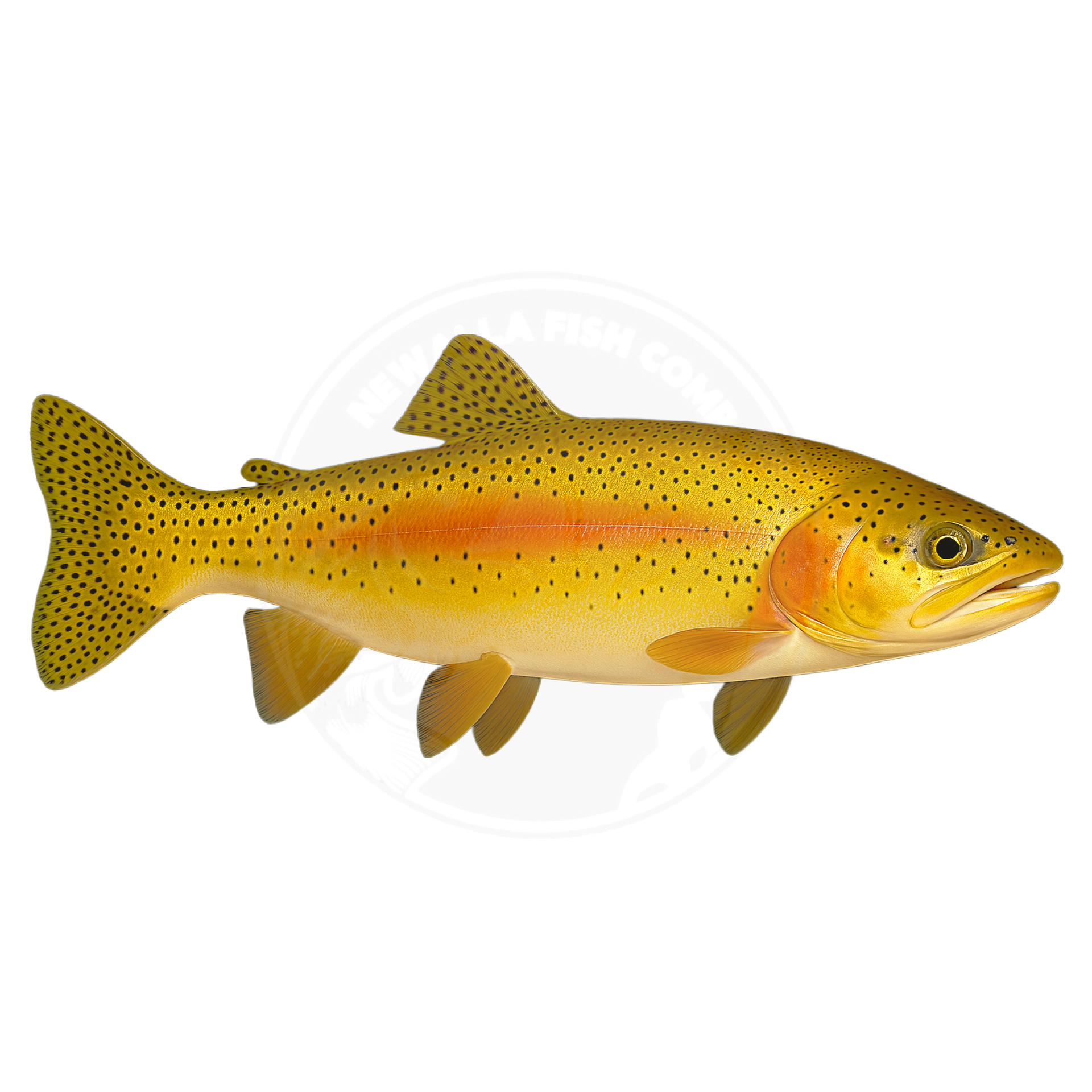 Albino Rainbow Trout 3-5