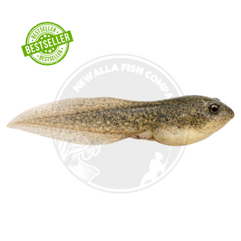Newalla Fish Co. Pro-Shop: Top Catalog for Pond Owners – Newalla Fish ...
