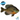 Common Bluegill - FREE SHIPPING