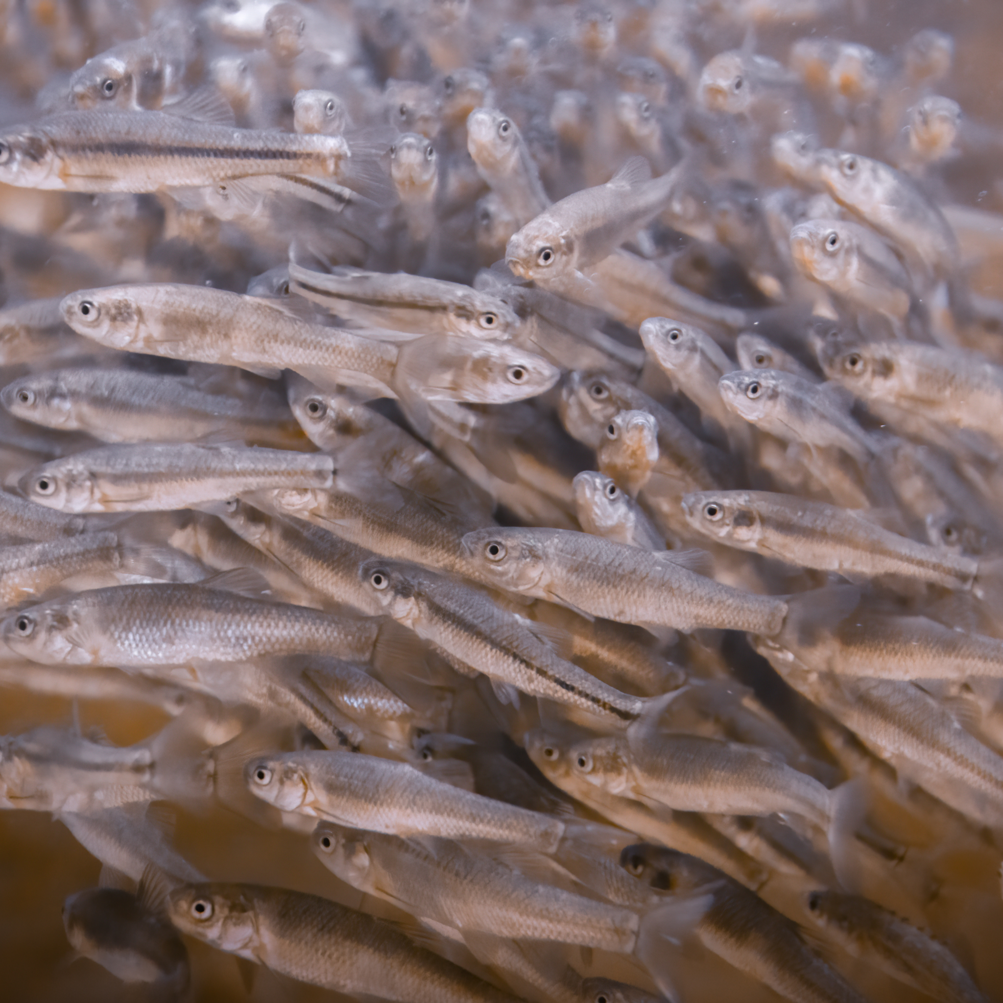 Fathead Minnow (Large) – FREE SHIPPING – Newalla Fish Company