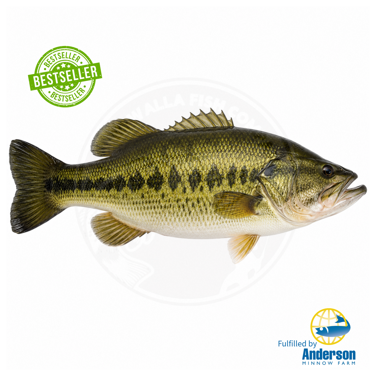 best largemouth bass lures florida F1 Hybrid – Newalla Fish Company Abu Garcia Conolon 1000 Avet Reel Type:JX G2 6.0 Inventory Location_New York Muskie Expo