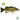 Florida F1 Hybrid Largemouth Bass