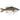3-5" Largemouth Bass Juveniles - PREORDER FOR SPRING 2025 - FREE SHIPPING