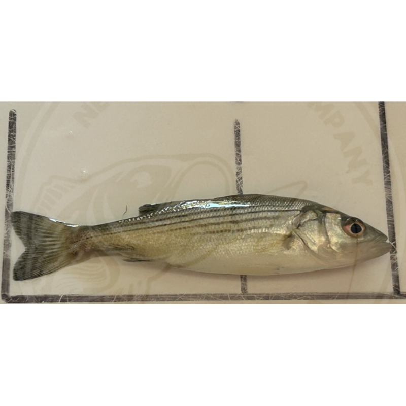 Pond-Ready Pure Strain Striped Bass Juveniles - FREE SHIPPING – Newalla ...