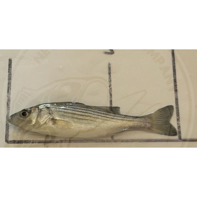 Pond-Ready Pure Strain Striped Bass Juveniles - FREE SHIPPING – Newalla ...