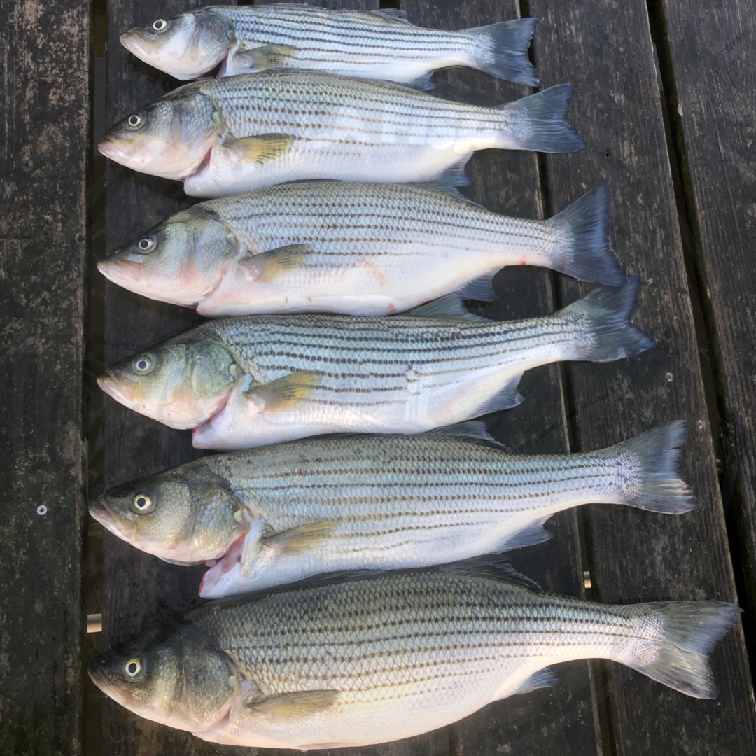 Pond-Ready Pure Strain Striped Bass Juveniles - FREE SHIPPING – Newalla ...
