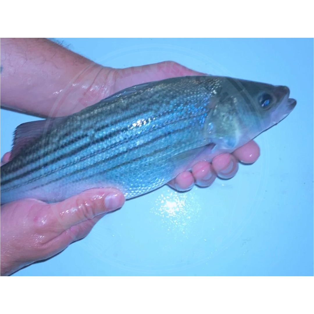 Stragin Fish Pond-Ready Pure Strain Striped Bass Juveniles - FREE SHIPPING – Newalla ...