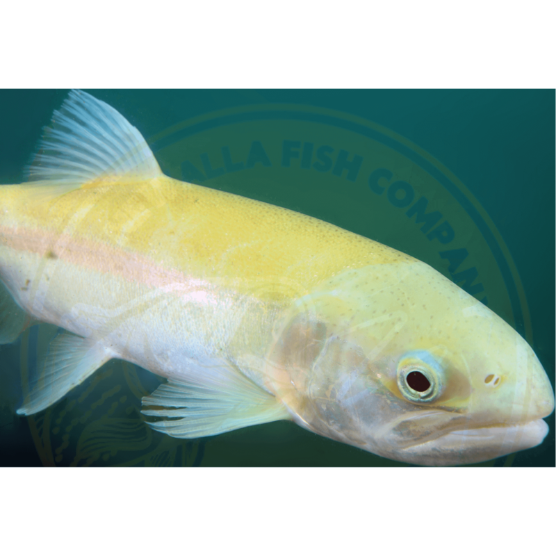 Albino Rainbow Trout 3-5 Albino Rainbow Trout 3-5