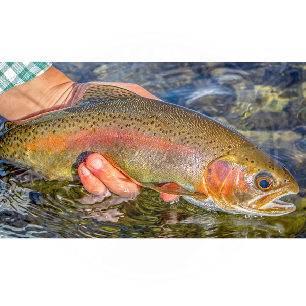 Newalla Fish Co. Pro-Shop: Top Catalog for Pond Owners – Newalla Fish ...