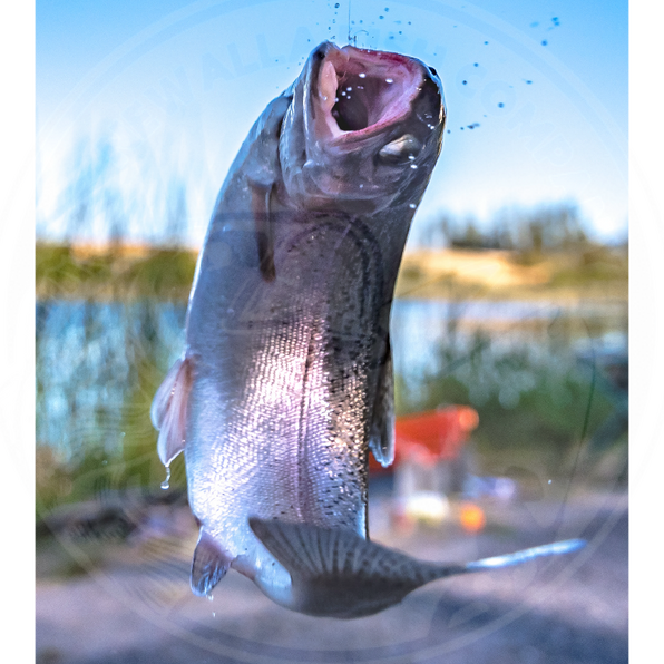 Newalla Fish Company Certified Sports Fish Fingerlings