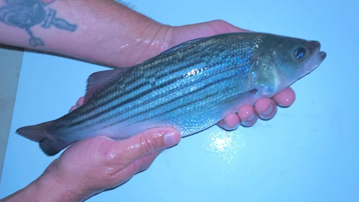 3-5” Pond-Ready Pure Strain Striped Bass - FREE SHIPPING – Newalla Fish ...