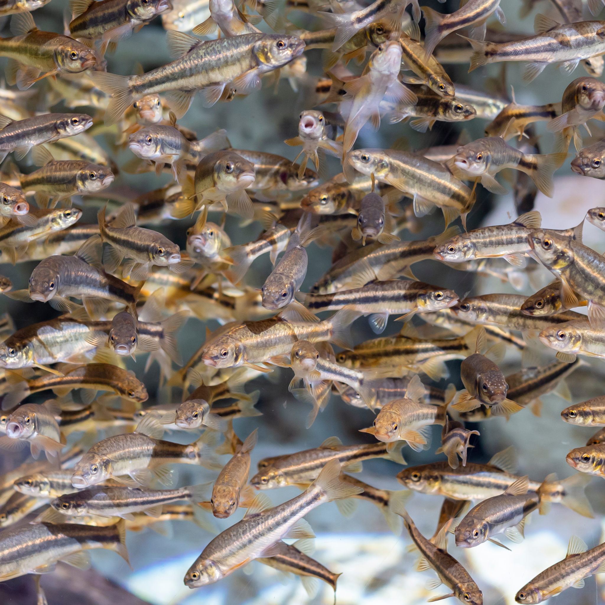 Fathead Minnow (Large) – FREE SHIPPING – Newalla Fish Company