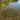 Bulk Minnow Grass™ — Native (Vallisneria Americana Dwarf) - FREE SHIPPING
