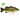 Florida F1 Hybrid Largemouth Bass