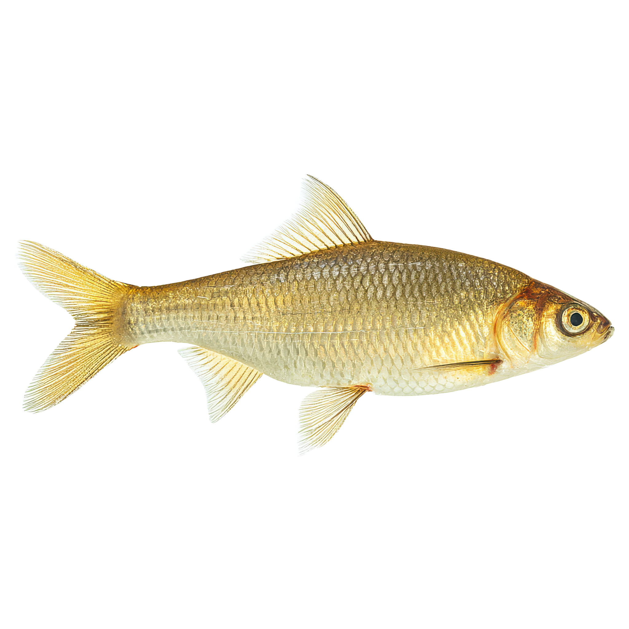 Large Shiners Golden Shiner (Medium to Brooders) - FREE SHIPPING – Newalla Fish Company