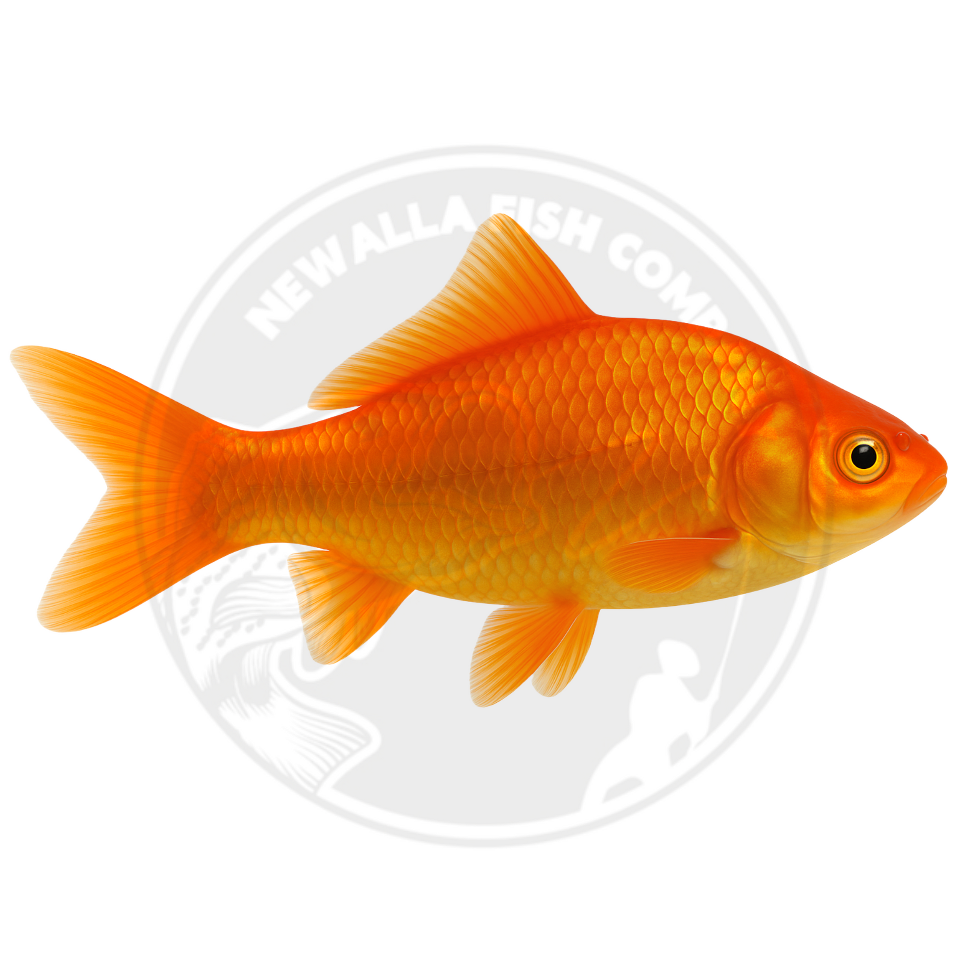 Bait Goldfish FREE SHIPPING – Newalla Fish Company