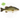 Largemouth Bass Juveniles - FREE SHIPPING