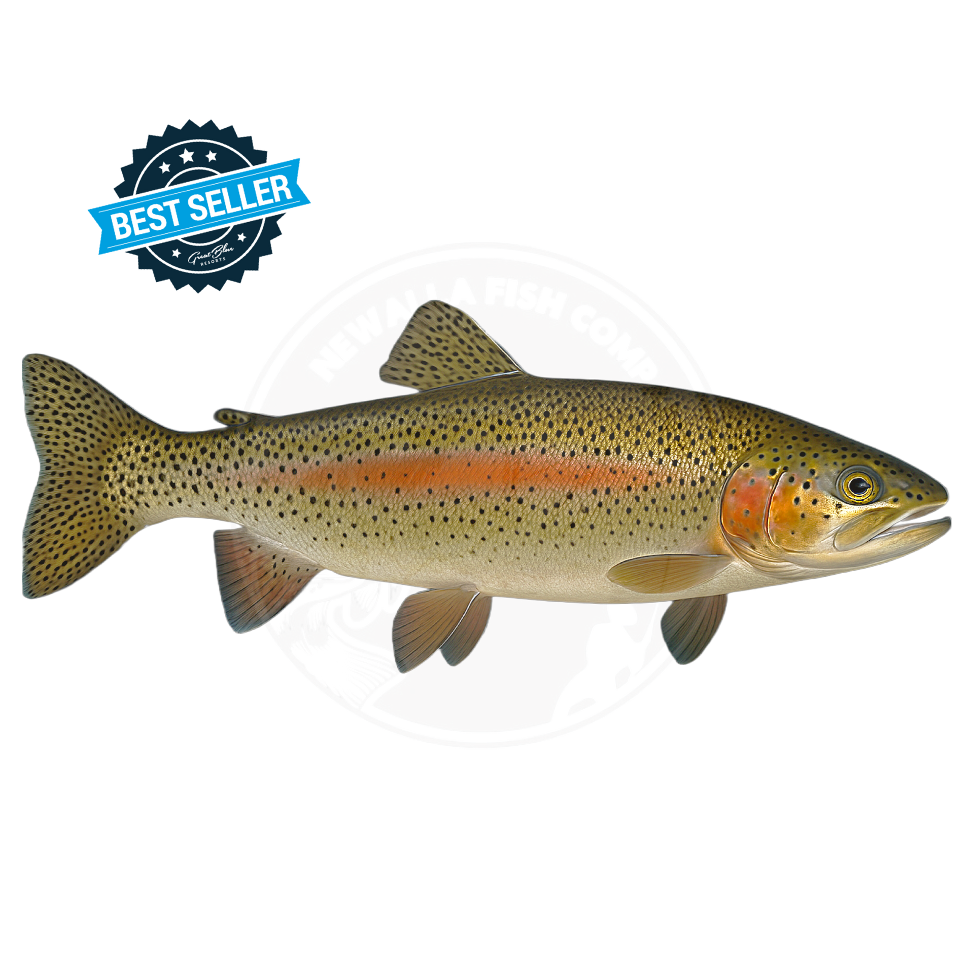 fish lure rainbow trout Rainbow Trout 1-3" Fingerlings