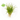 Bulk Minnow Grass™ — Native (Vallisneria Americana Dwarf) - FREE SHIPPING
