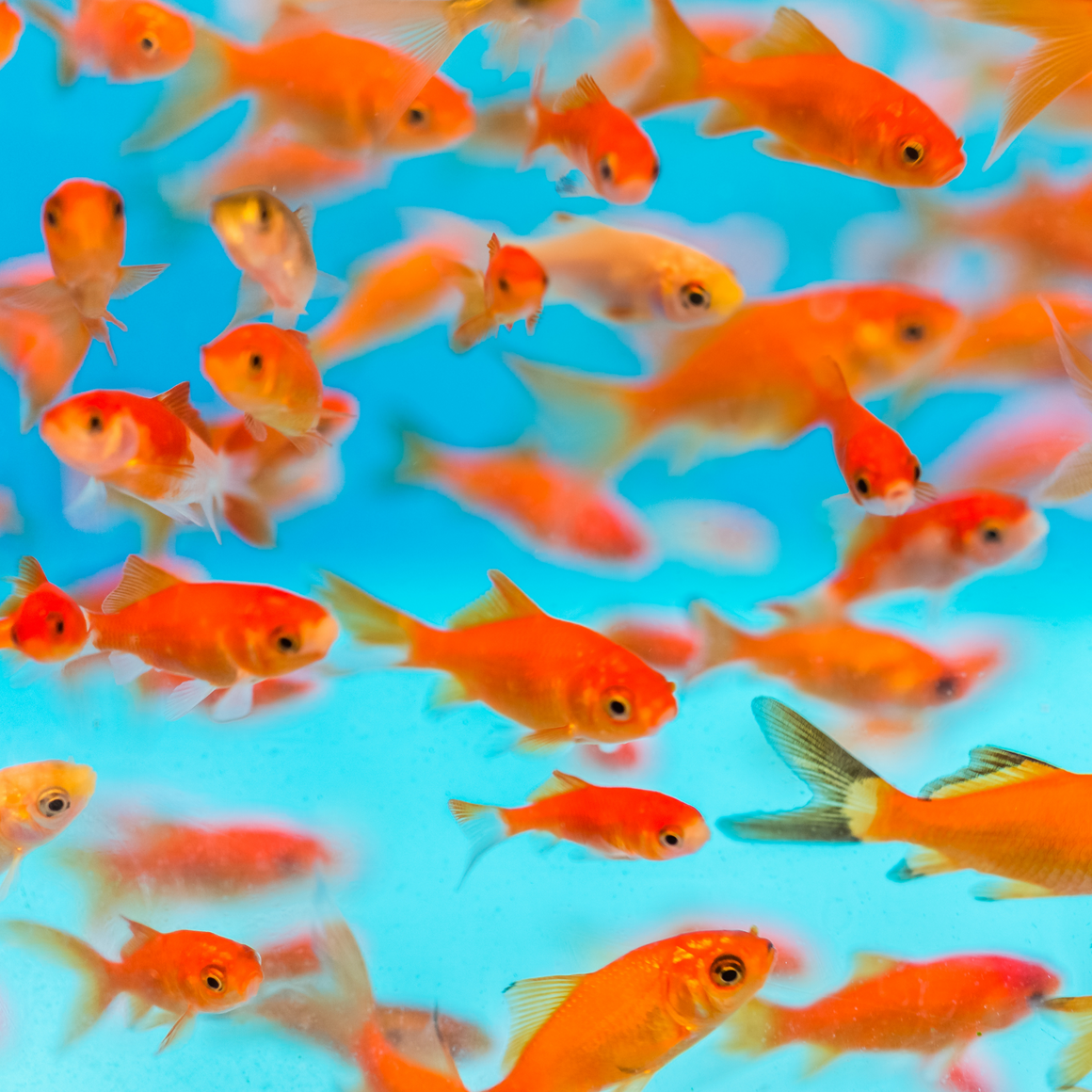 2-4.5” Bait Goldfish - FREE SHIPPING – Newalla Fish Company