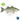 Pond-Ready Hybrid Striped Bass - FREE SHIPPING