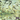 Bulk Rainbow Trout Fry - FREE SHIPPING