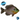 Coppernose Bluegill Juveniles - FREE SHIPPING