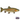 Rainbow Trout Juveniles - FREE SHIPPING