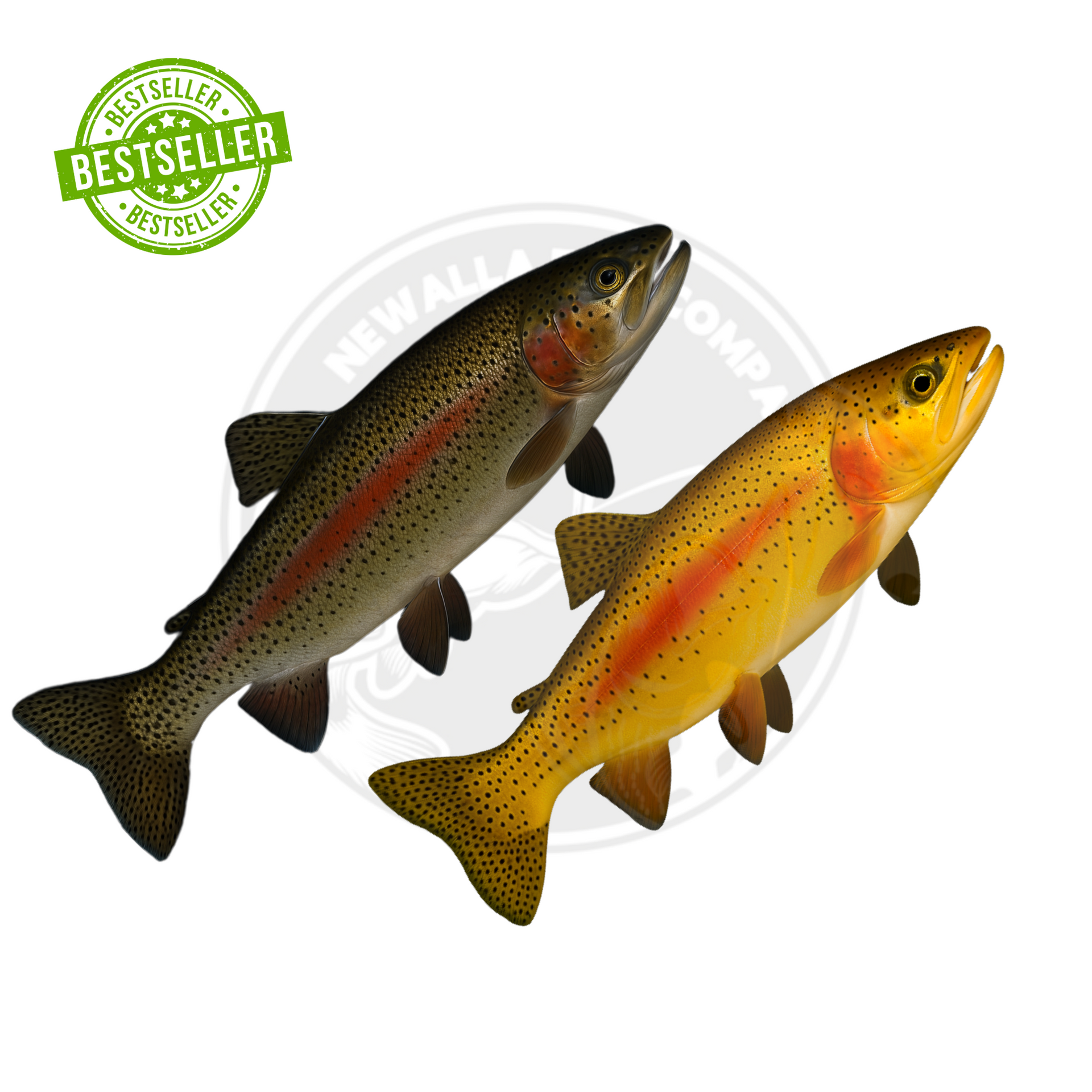 Rainbow and Albino Trout Mix - FREE SHIPPING Newalla Fish Company Rainbow and Albino Trout Mix - FREE SHIPPING Newalla Fish Company