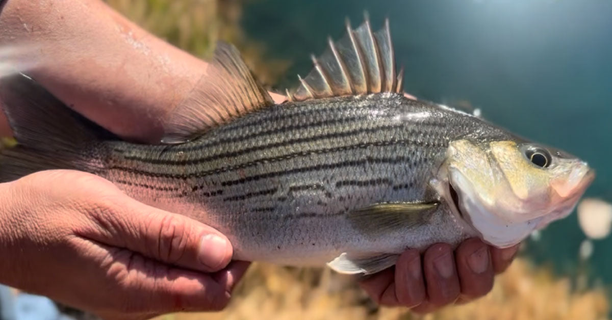 Newalla Fish Company | The Experts in Pond Sportfish